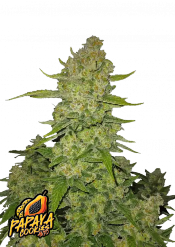 Fast Buds Żerriegħa tal-Kannabis Papaya Cookies Auto