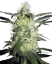 Sensi Seeds Cannabis Silver Haze® Regular, 10 buc