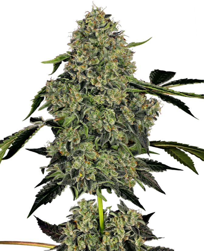 Sensi Seeds Seminte de canabis OG Kush Automatic feminizate de White Label, 3-10 buc