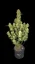 Fast Buds Sjemenke konoplje Guava Auto