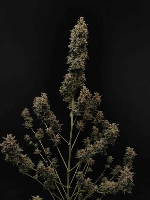 Fast Buds Sjemenke konoplje Chemdawg Auto