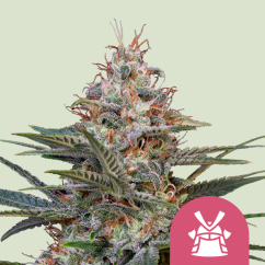Royal Queen Seeds Seminte de canabis Shogun feminizate