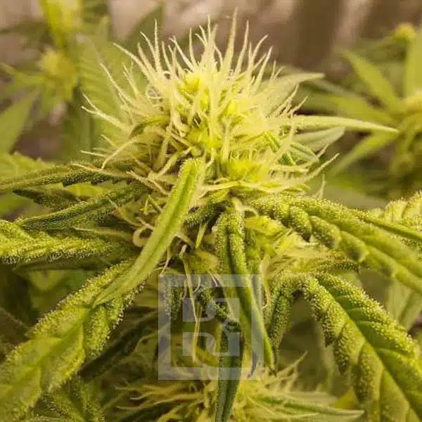 Blimburn Seeds Cannabis Seeds Mamba Negra CBD feminizált