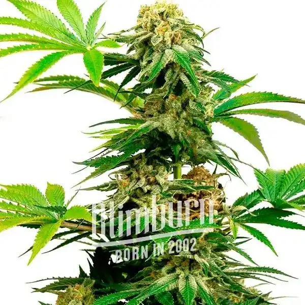 Blimburn Seeds Semi di Cannabis Harlequin Femminizzati