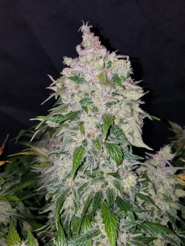 Fast Buds Cannabis Seeds Stardawg Auto