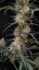 Fast Buds Sjemenke Kanabisa Chemdawg Auto