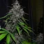 Semințe de Cannabis Fast Buds LSD-25 Auto