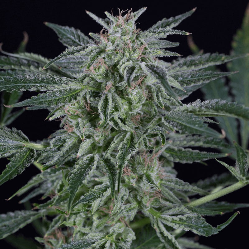 Silent Seeds Seminte de Cannabis Critical Jack Auto Feminizate