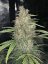 Fast Buds sjemenke konoplje OG Kush Auto