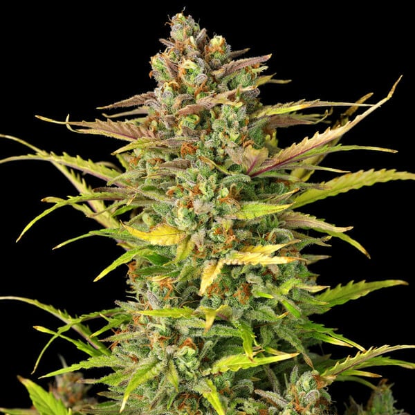Royal Queen Seeds Seminte de canabis Sweet ZZ Auto