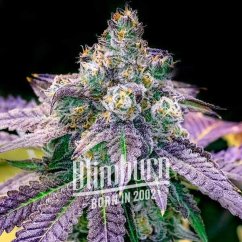 Blimburn Seeds Semi di Cannabis Fruity Pebbles Femminizzati