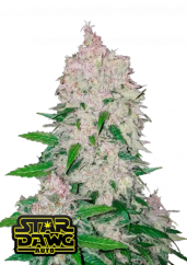 Fast Buds Sjemenke konoplje Stardawg Auto