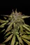 Fast Buds Автозаправка з насінням канабісу
