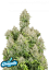 Fast Buds Sjemenke konoplje Pepeljuga Auto