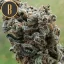 Blimburn Seeds Hanfsamen Zombie Death Fuck Feminisiert