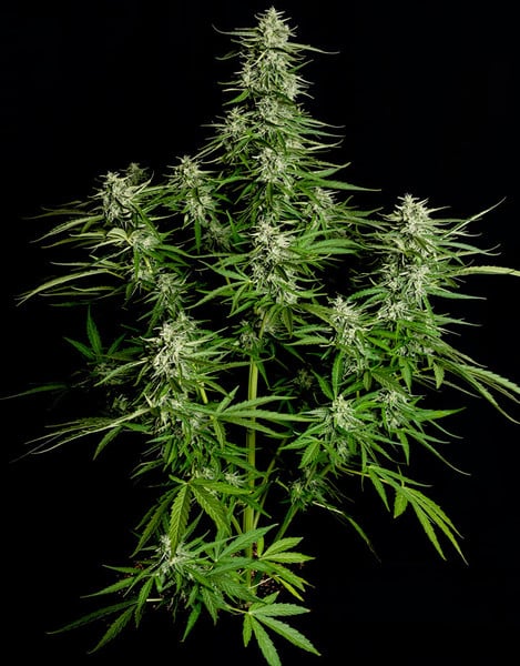 Semințe de canabis Royal Queen Seeds Titan F1 Auto