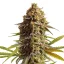 Royal Queen Seeds Seminte de canabis Tort de nunta Auto