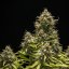 Royal Queen Seeds Graines de cannabis Blue Cheese Auto