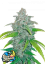 Fast Buds Biji Ganja Blue Dream Auto