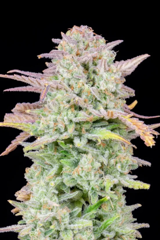 Fast Buds Cannabis Seeds Trainwreck Auto