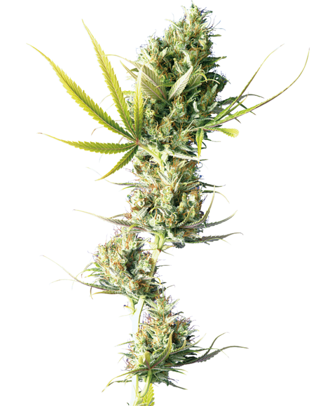 Sensi Seeds Seminte de canabis Durban® feminizate, 3-10 buc