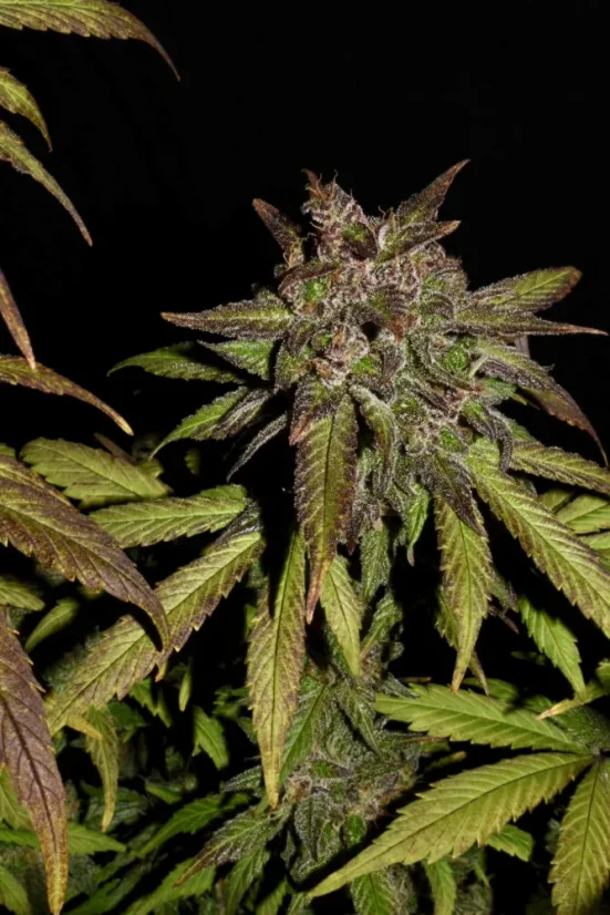 Fast Buds Автозаправка з насінням канабісу