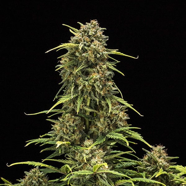 Royal Queen Seeds Seminte de canabis Sweet Skunk Auto