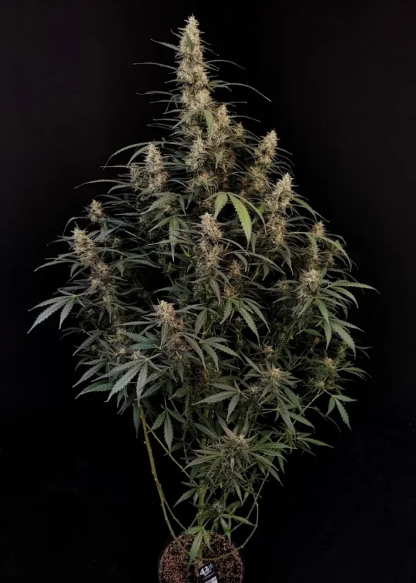 Fast Buds Sjemenke konoplje Amnesia Haze Auto
