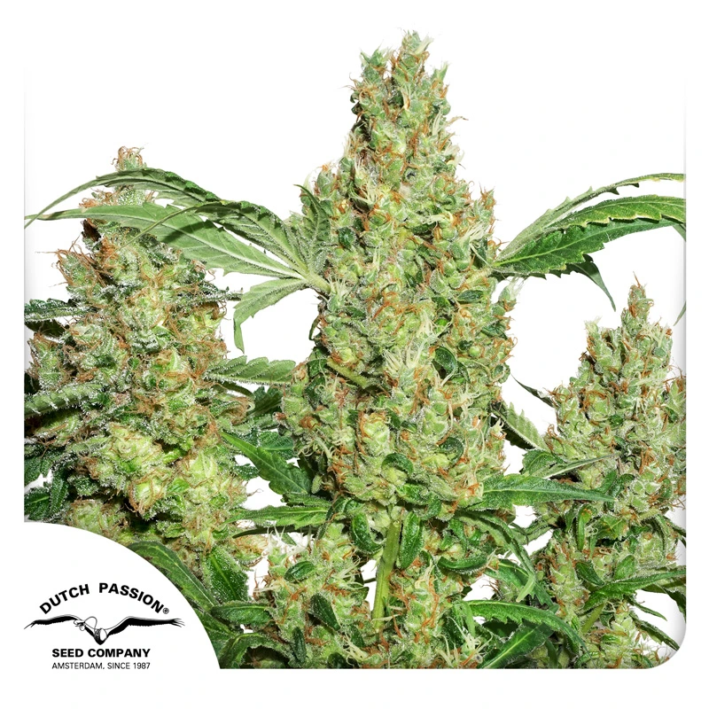 Dutch Passion Seminte de canabis Power Plant® feminizate