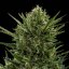 Royal Queen Seeds Seminte de canabis Sweet Skunk Auto