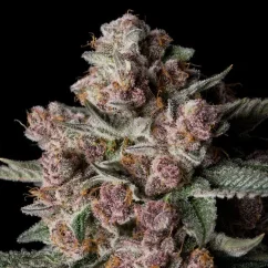 Silent Seeds Sementes de Cannabis Tropical Jam Feminizada