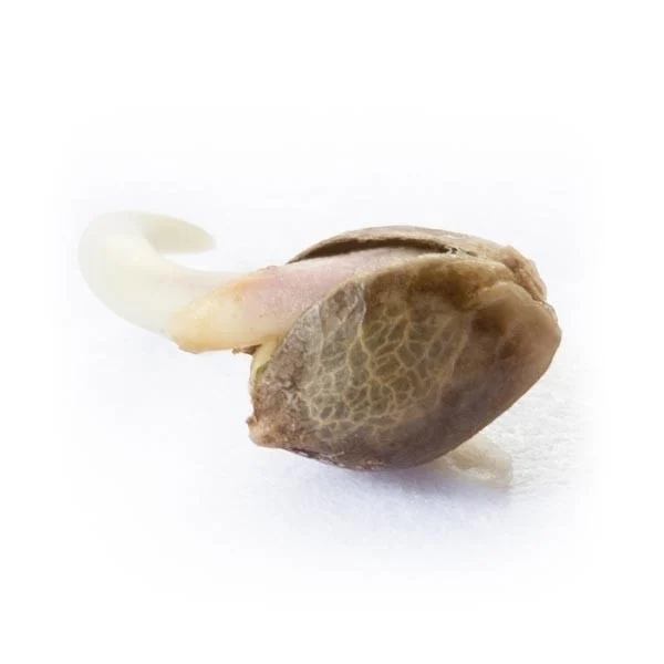 Royal Queen Seeds Seminte de canabis Northern Light feminizate