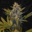 T.H.Seeds™ Cannabis Seeds Bastards Line: Melonsikel, 6+1 specialpaket, feminiserad