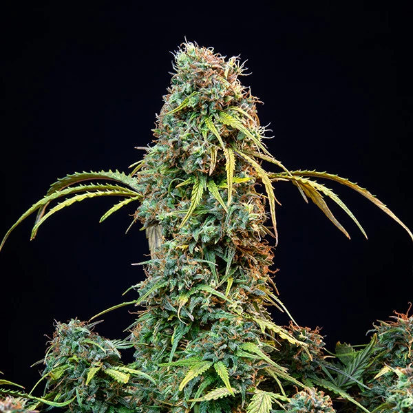 Royal Queen Seeds Cannabis Seeds Royal CBDV Auto (korkea CBD)