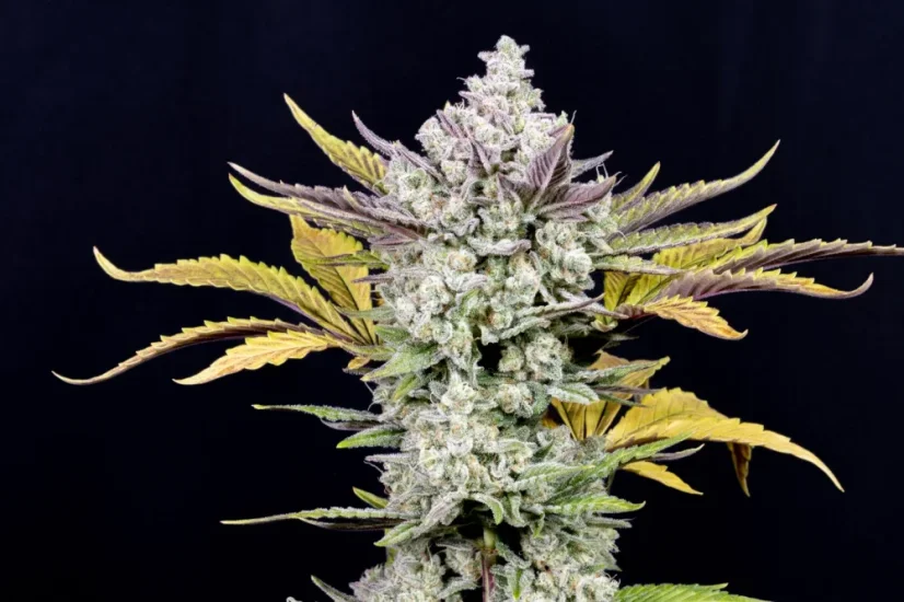 Fast Buds Sjemenke konoplje Gorilla Cookies Auto