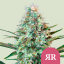 Royal Queen Seeds Seminte de canabis Royal Runtz feminizate