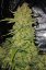 Fast Buds Насіння канабісу Папайя Печиво Авто