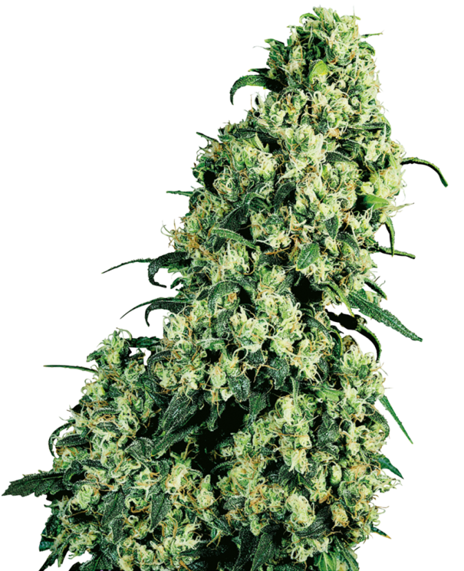 Sensi Seeds Semințe de canabis Skunk #1® feminizate, 3-10 buc.