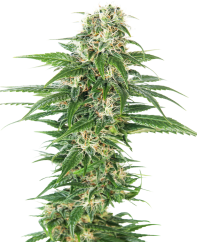 Sensi Seeds Semințe de canabis Early Skunk Automatic® feminizate, 3-10 buc.