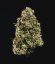 Royal Queen Seeds Seminte de canabis Haze Berry Auto