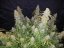 Semințe de Cannabis Fast Buds Six Shooter Auto