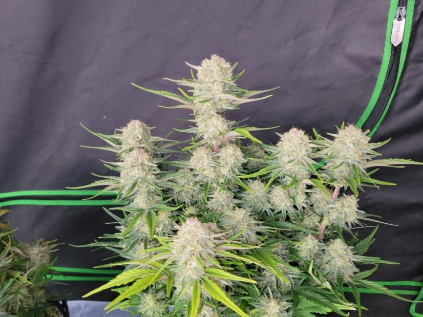 Fast Buds Sjemenke konoplje Marelica Auto