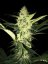 T.H.Seeds™ Semințe de canabis La SAGE™, pachet 5+1, feminizate