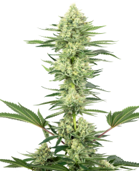 Sensi Seeds Sjemenke konoplje White Gorilla Haze Feminized by White Label, 3-10 kom