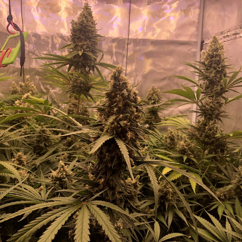 Silent Seeds Seminte de canabis clasice Critical Jack feminizate