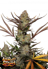 Fast Buds Sjemenke konoplje Apple Strudel Auto