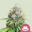 Royal Queen Seeds Seminte de canabis OG Kush feminizate