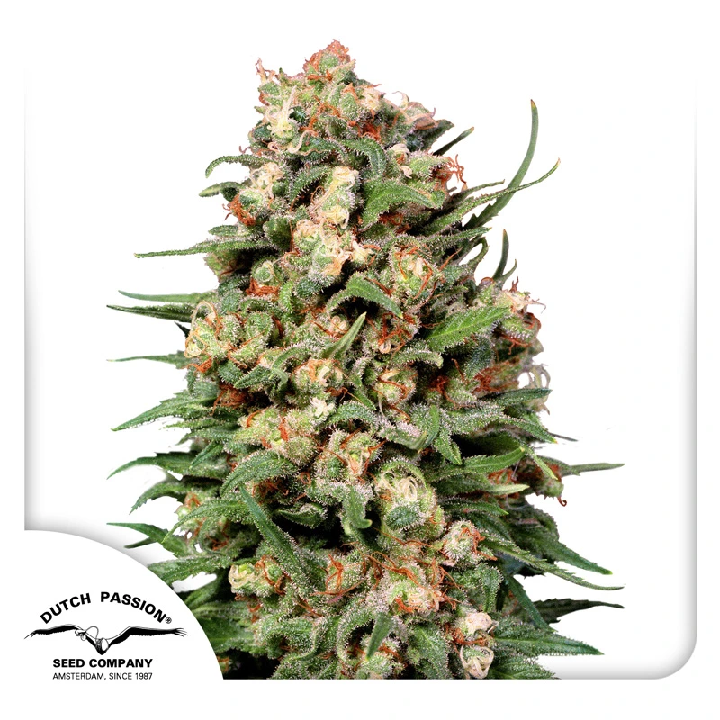 Dutch Passion Semințe de canabis Skunk #1 Regular