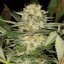Silent Seeds Seminte de canabis clasice Critical Mango feminizate