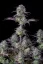 Fast Buds Cannabis Seeds Blueberry Auto